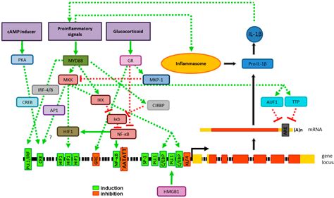 interleukin 1 beta|Interleukin 1beta .